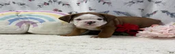 English Bulldog dogs for sale: Lucky  - Ad 4