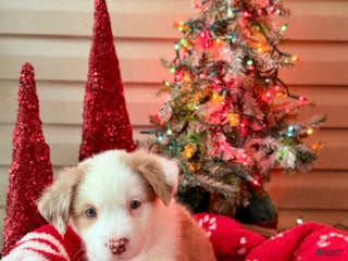 Mixed Breed dogs Travis - Ad 24