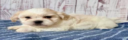 Teddy Bear dogs for sale: Mr Fluffles - Ad 3