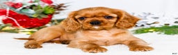 Cavalier King Charles Spaniel dogs for sale: Belle - Ad 1