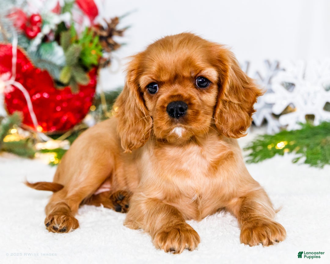Cavalier King Charles Spaniel dogs for sale: Belle - Ad 1