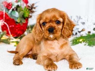 Cavalier King Charles Spaniel dogs Belle - Ad 8
