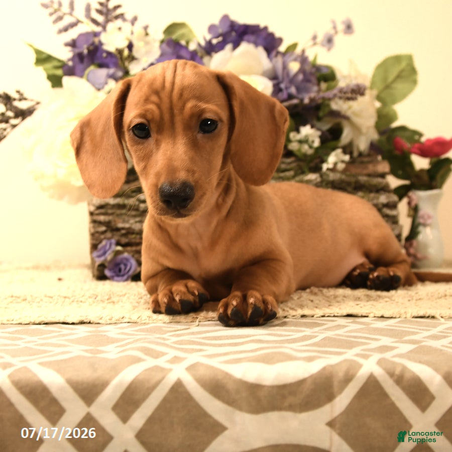 Miniature Dachshund dogs Silas - Ad 2