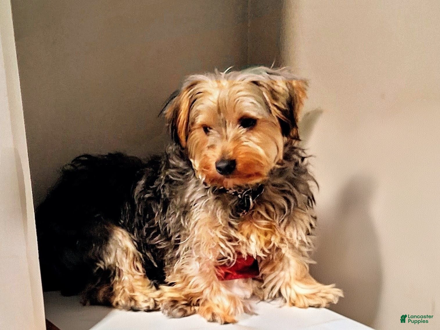 Yorkshire Terrier dogs Rj Moffitt - Ad 3