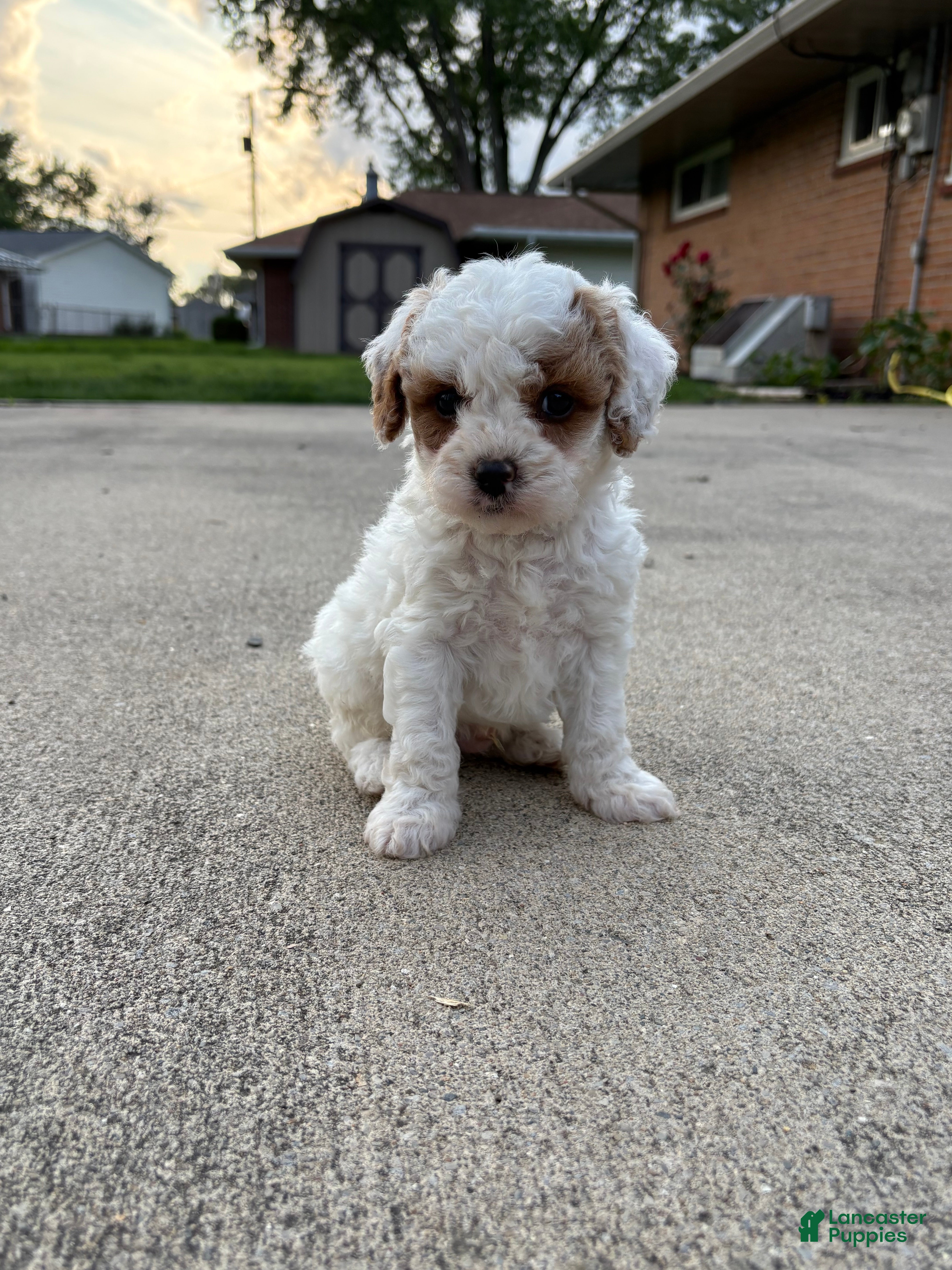 Cavapoo dogs Peanut - Ad 2