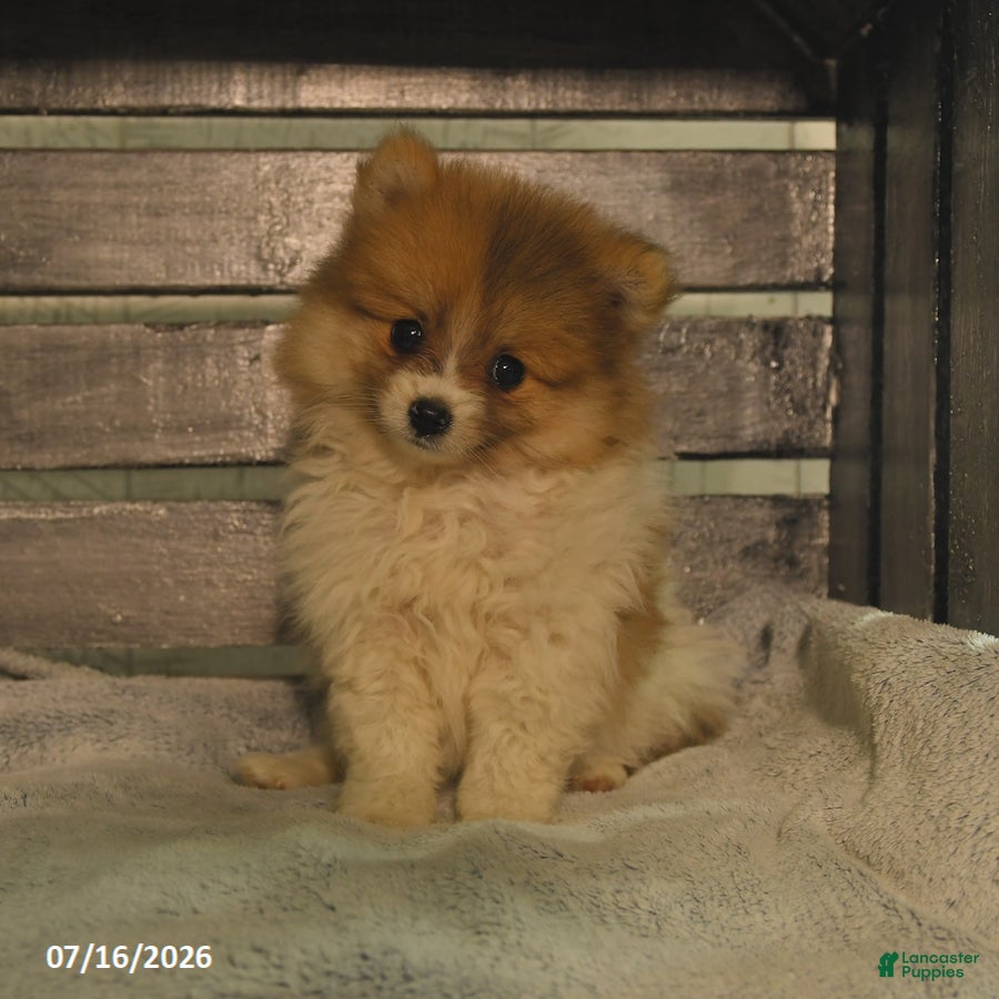 Pomeranian dogs Pearly - Ad 1