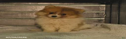 Pomeranian dogs for sale: Pearly - Ad 1