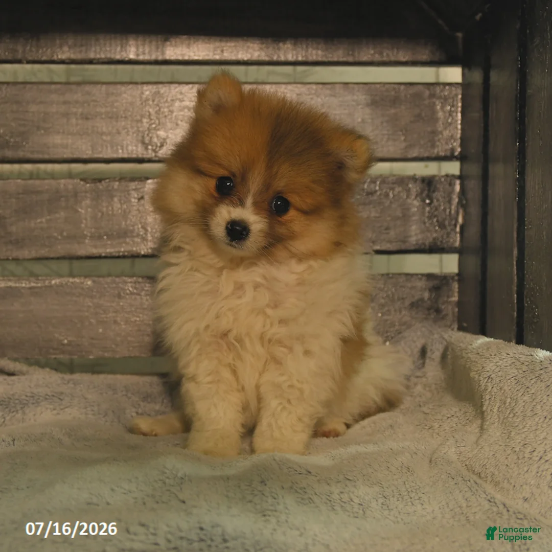 Pomeranian dogs for sale: Pearly - Ad 1