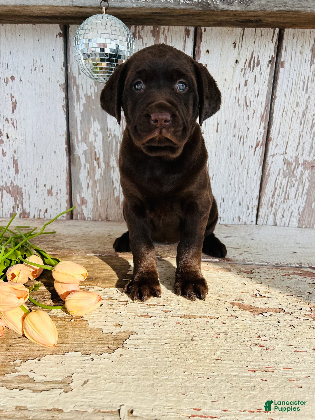 Labrador Retriever dogs for sale: Luna - Ad 6