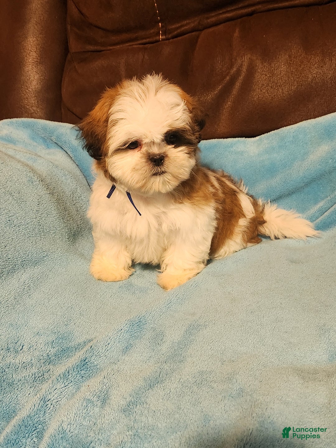 Shih Tzu dogs for sale: Shih Tzu Puppy 4 - Ad 5