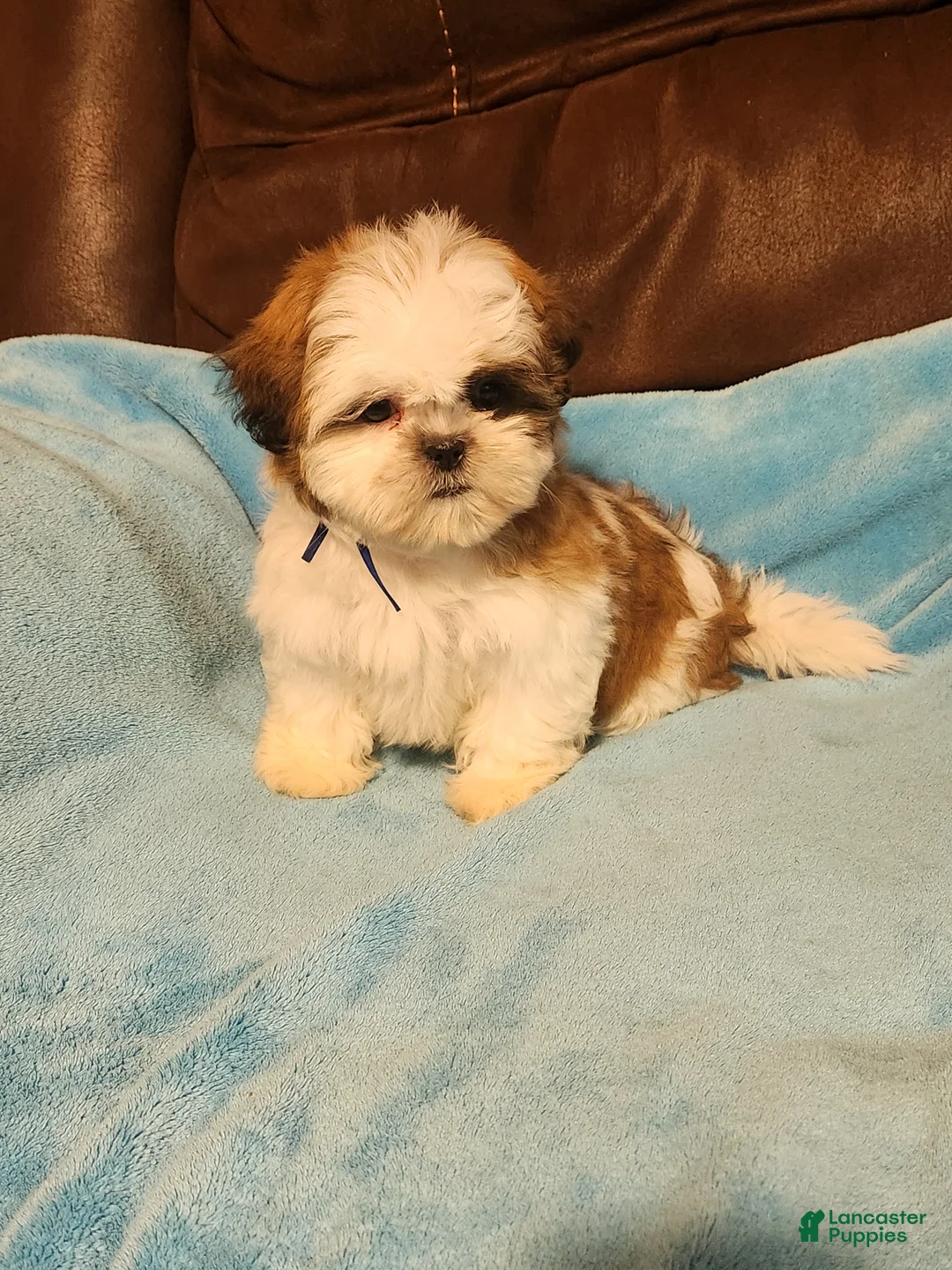 Shih Tzu dogs for sale: Shih Tzu Puppy 4 - Ad 5