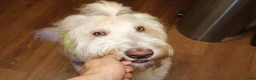 Labradoodle dogs for sale: Hera - Ad 8