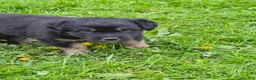 Australian Shepherd dogs for sale: Australian Shepherd Puppy 2 - Ad 4