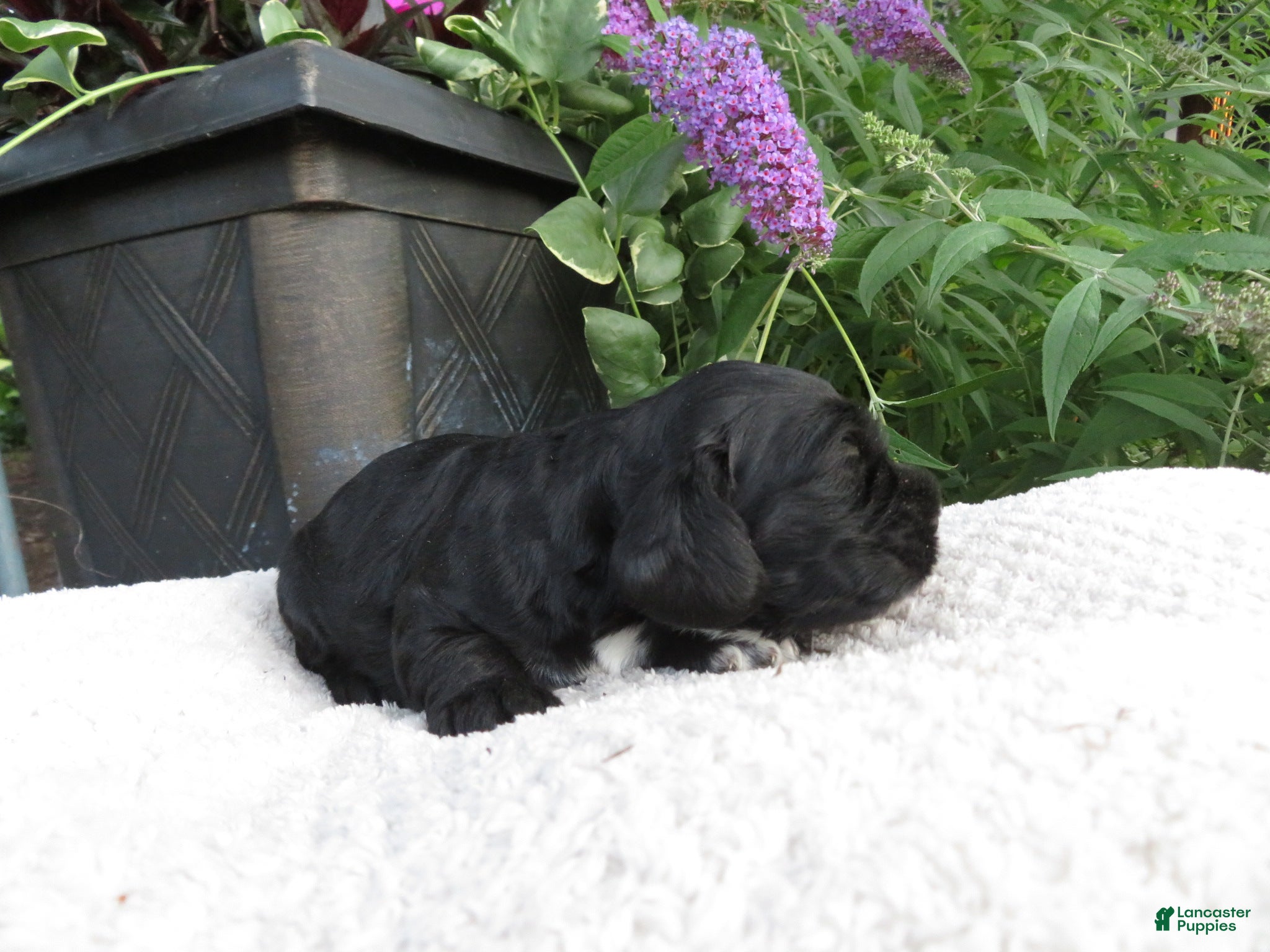 Cocker Spaniel dogs Ivy - Ad 2