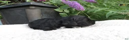 Cocker Spaniel dogs for sale: Ivy - Ad 2