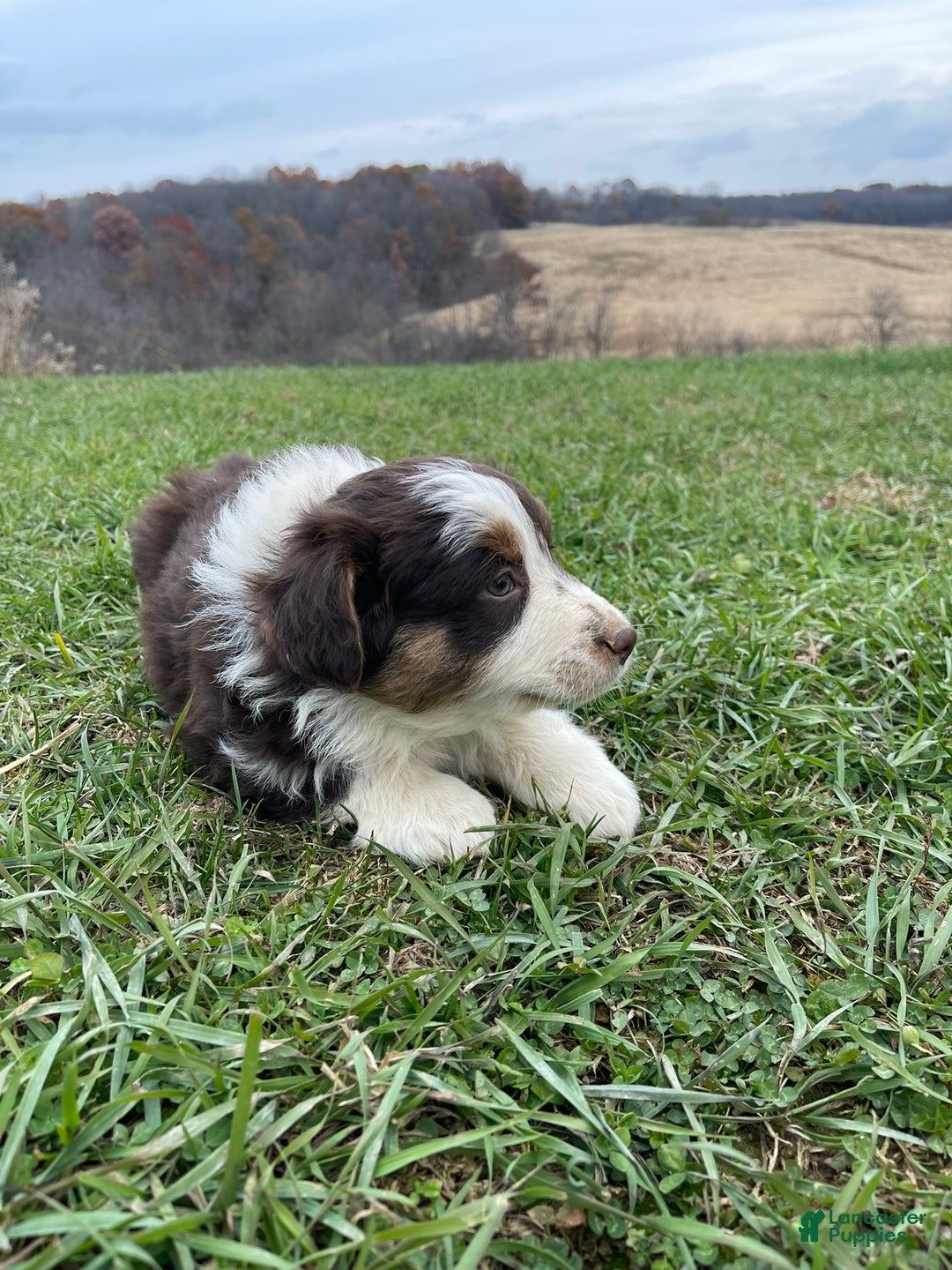Australian Shepherd dogs for sale: Callie - Ad 8