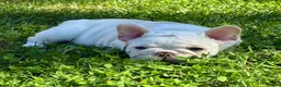 French Bulldog dogs for sale: Casper - Ad 3