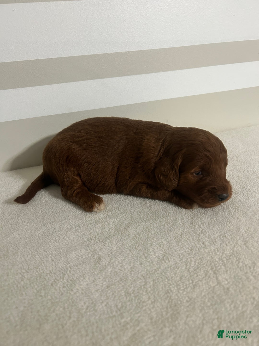 Mini Goldendoodle dogs for sale: Chelsie - Ad 2