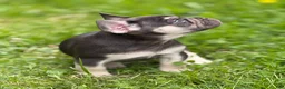 French Bulldog dogs for sale: Big Boy - Ad 6