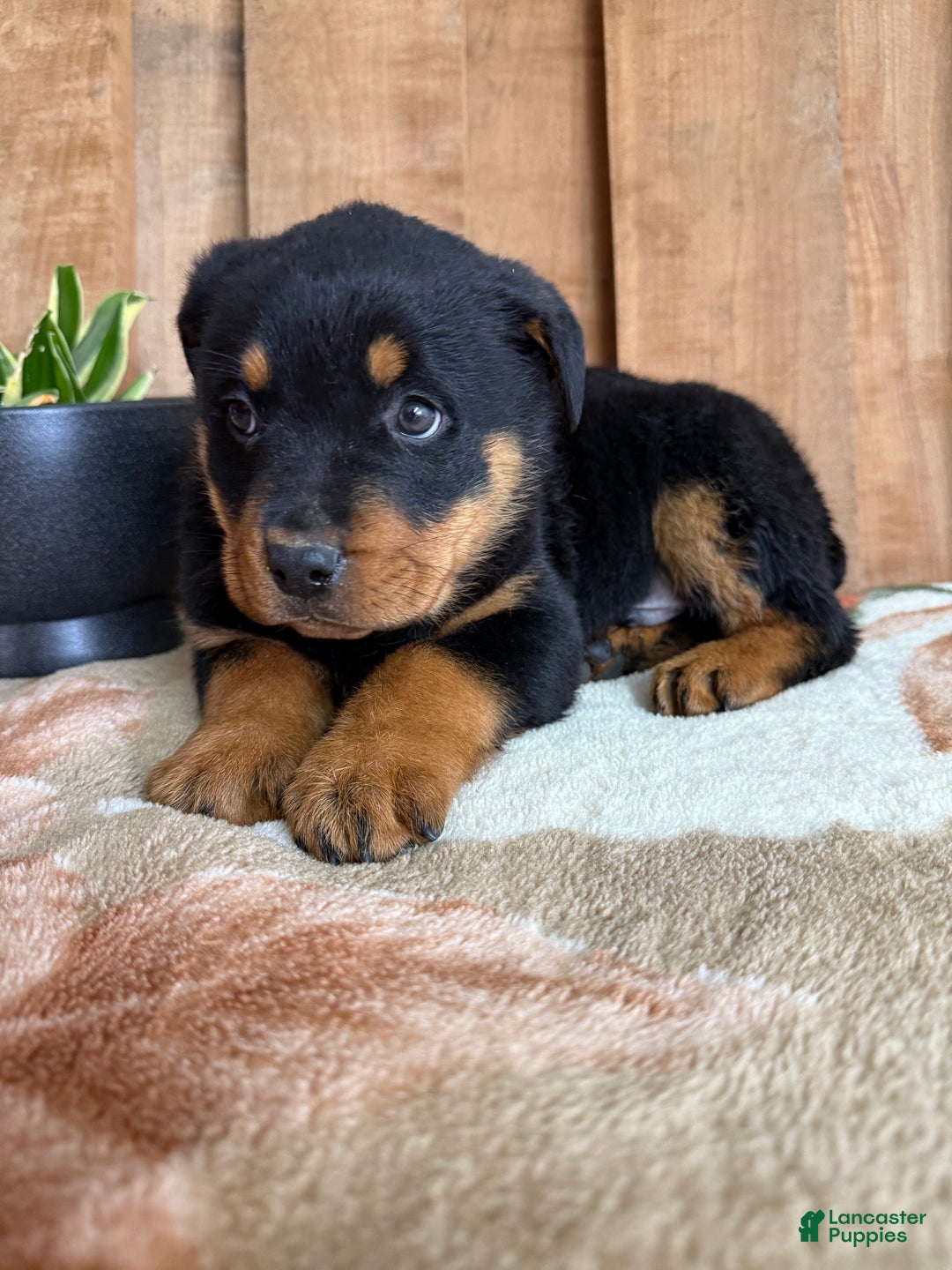 Rottweiler dogs for sale: Leo - Ad 10