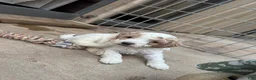 Cavapoo dogs for sale: Flint - Ad 2