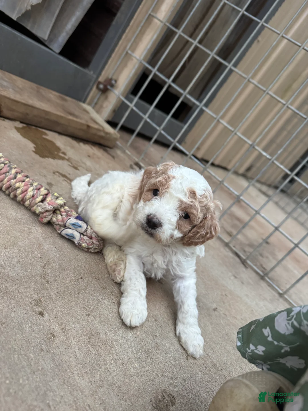 Cavapoo dogs for sale: Flint - Ad 2