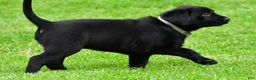 Labrador Retriever dogs for sale: Daisy - Ad 7