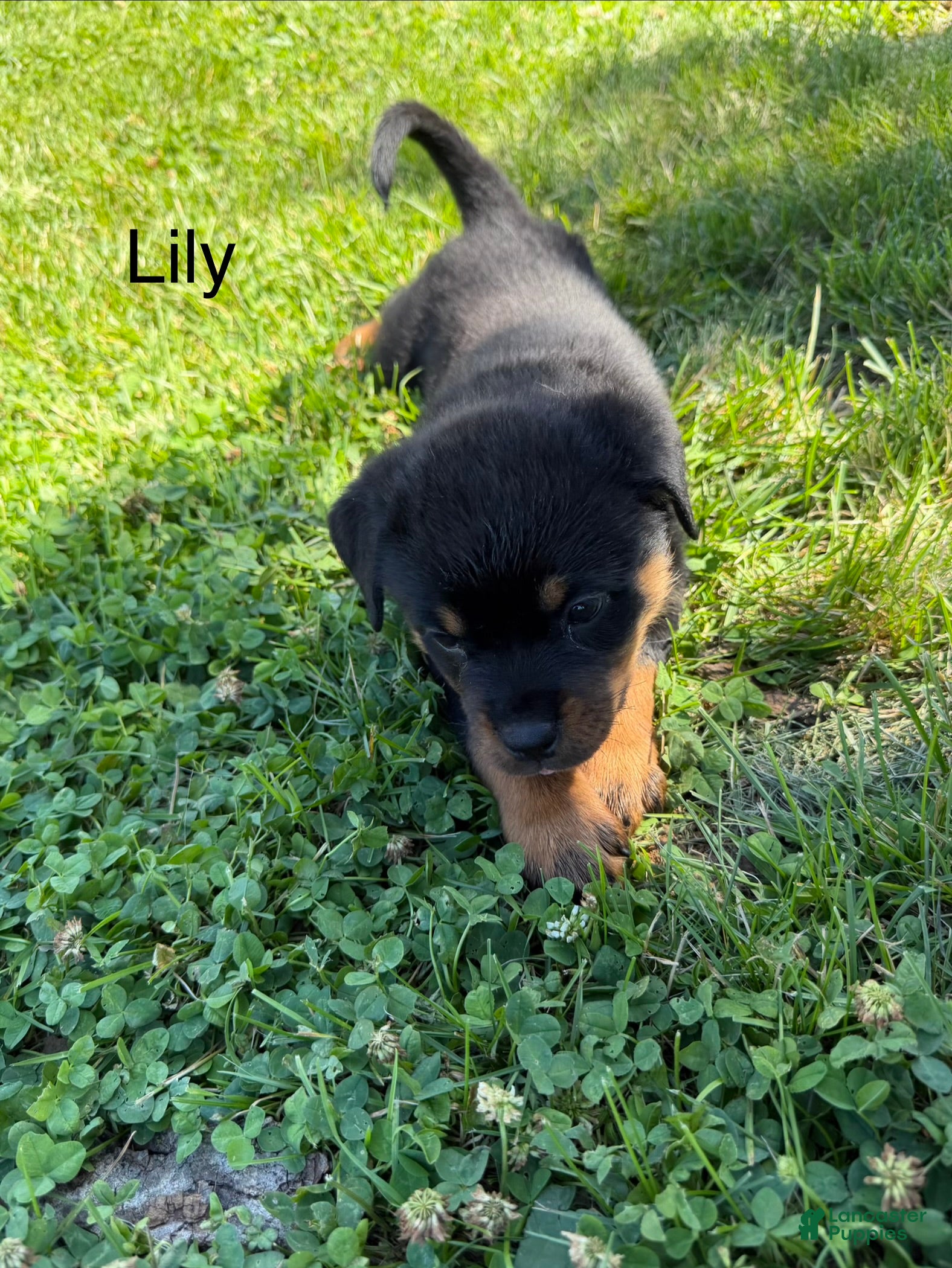 Rottweiler dogs Lilly - Ad 23