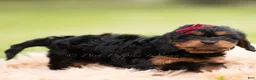 Cavapoo dogs for sale: Maple F1 - Ad 3