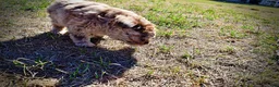 Havapoo dogs for sale: Picasso - Ad 15