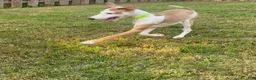 Italian Greyhound dogs for sale: Mr Orange - Ad 6