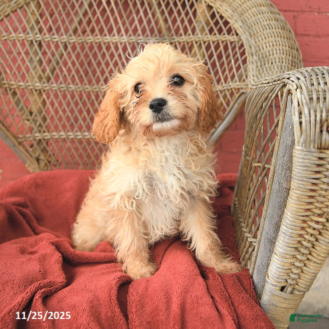 Cavapoo dogs for sale: Daffodil - Ad 1