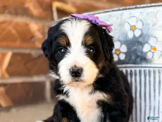 Bernedoodle dogs Venice - Ad 8