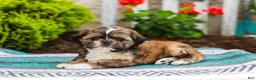 Shih Tzu dogs for sale: Barley (Raised in Home, Crate Trained & Potty Training!) - Ad 3