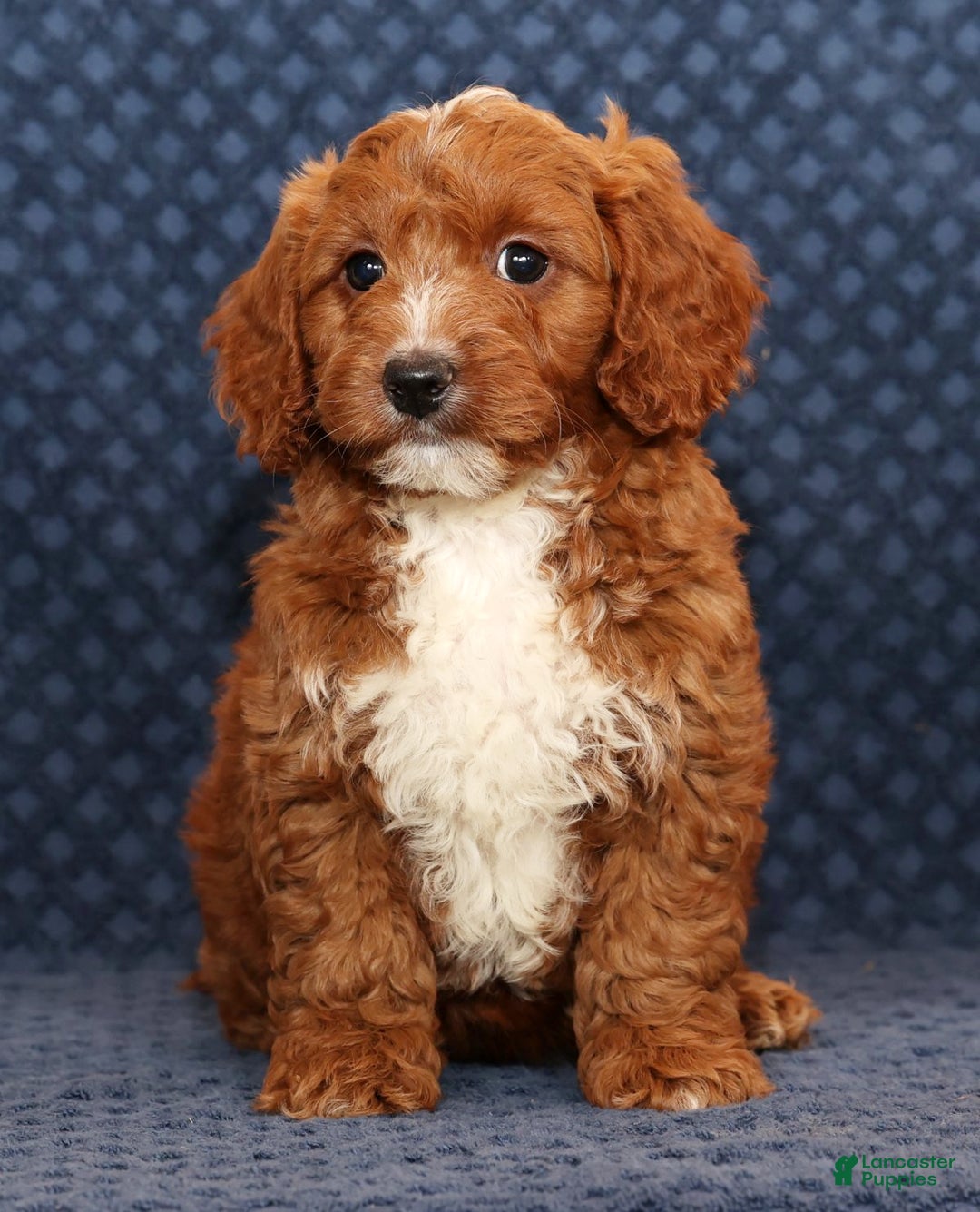 Mini Goldendoodle dogs for sale: Dolly - Ad 1