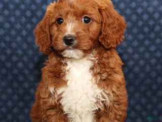 Mini Goldendoodle dogs Dolly - Ad 4