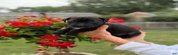 Cane Corso dogs for sale: Cane Corso (Blue) - Ad 2