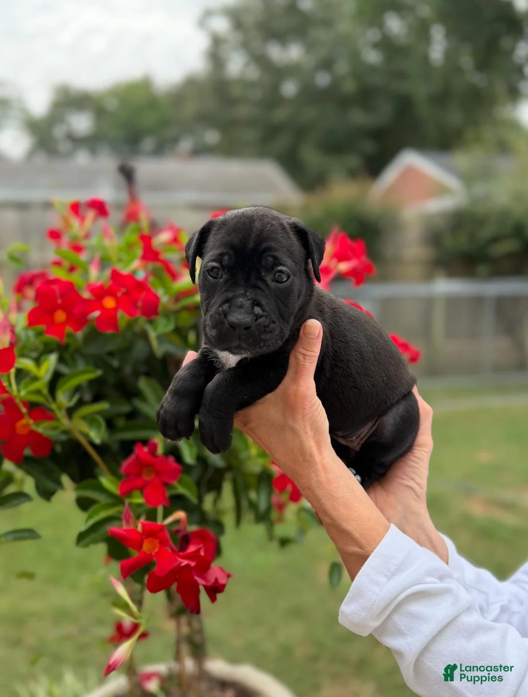 Cane Corso dogs for sale: Cane Corso (Blue) - Ad 2