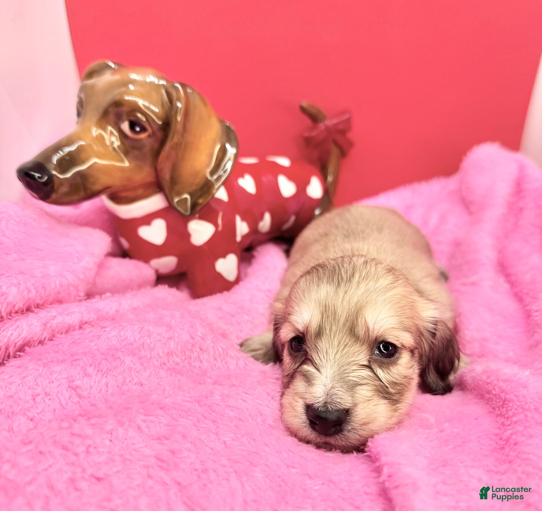 Miniature Dachshund dogs for sale: Cream girl - Ad 1