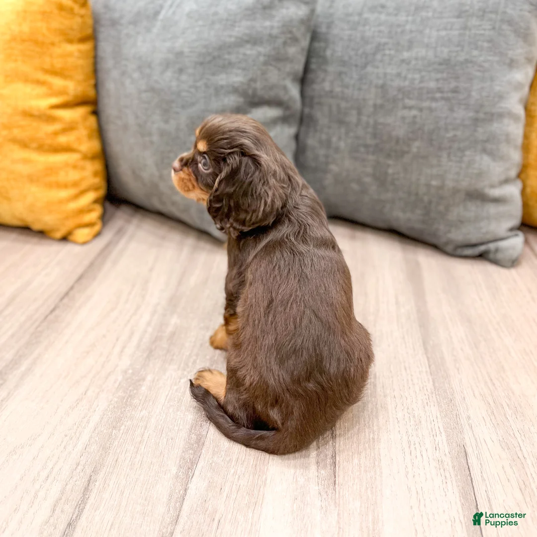 Cavalier King Charles Spaniel dogs for sale: Mudslide - Ad 5