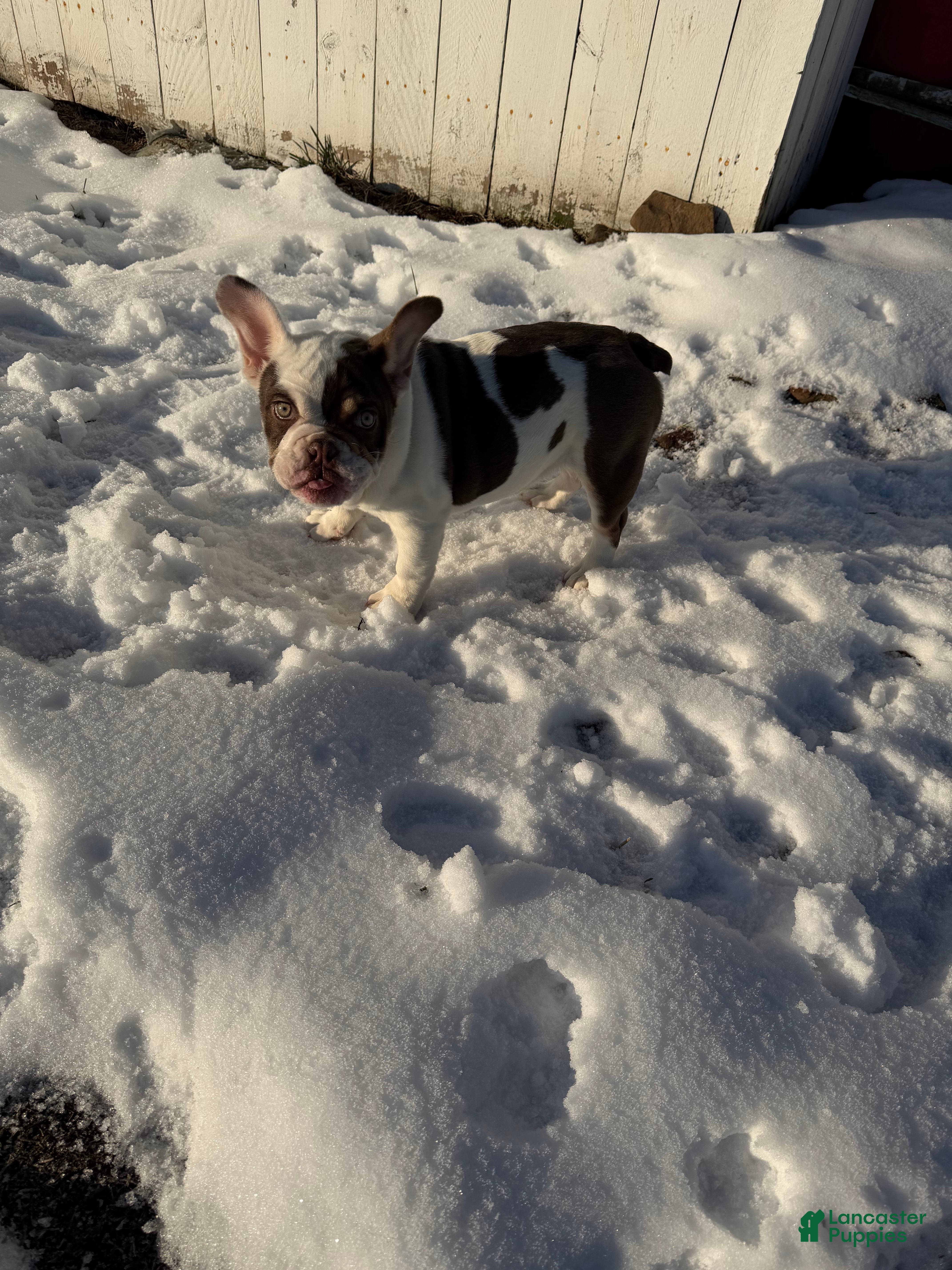 Mixed Breed dogs French Bulldog/English Bulldog MixPuppy 2 - Ad 33
