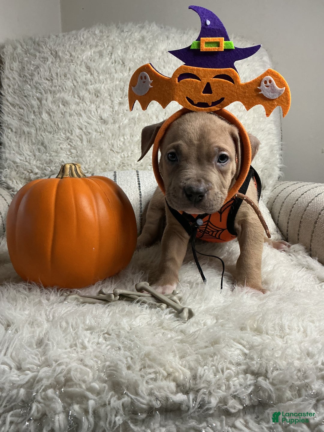 American Bully dogs for sale: Dirty Dan - Ad 5