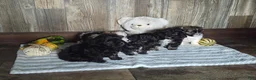 Shihpoo dogs for sale: Allie - Ad 7