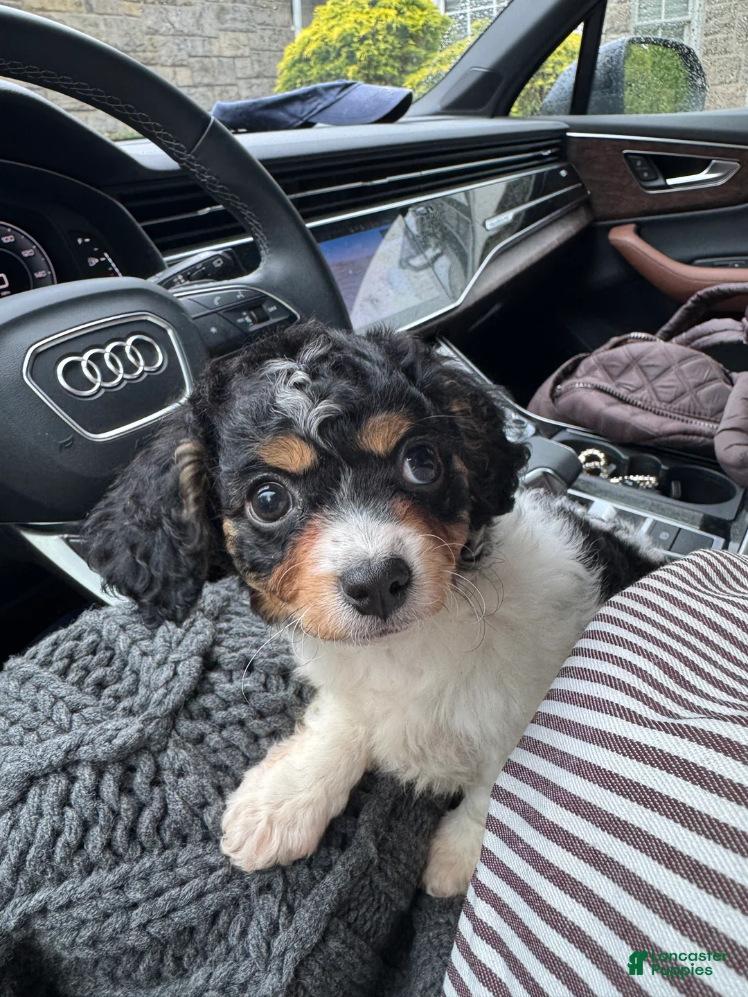 Cavapoo dogs for sale: Piper  - Ad 2