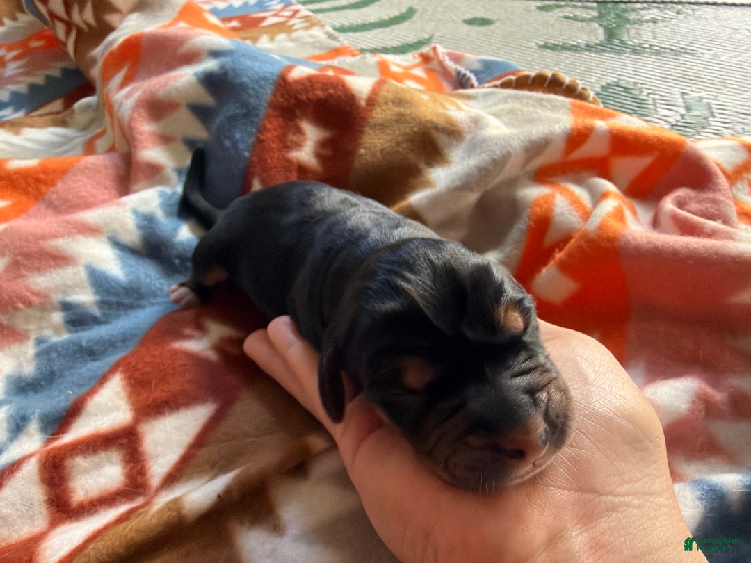 Mixed Breed dogs for sale: Nova - Ad 1