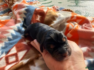 Mixed Breed dogs Nova - Ad 7