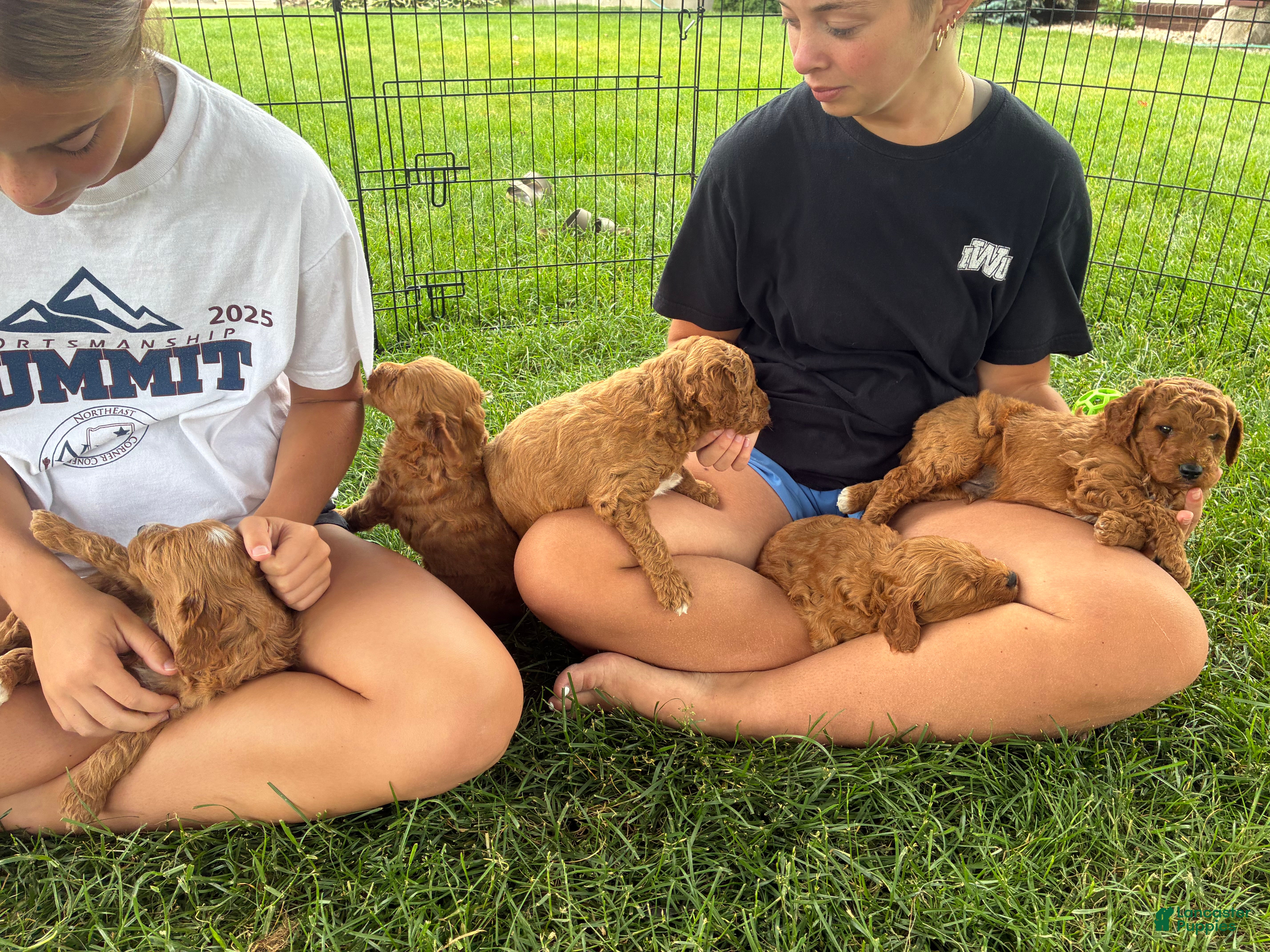 Mini Goldendoodle dogs Mini Goldendoodle “Theo” - Ad 2