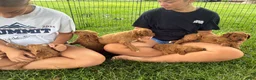 Mini Goldendoodle dogs for sale: Mini Goldendoodle “Theo” - Ad 2