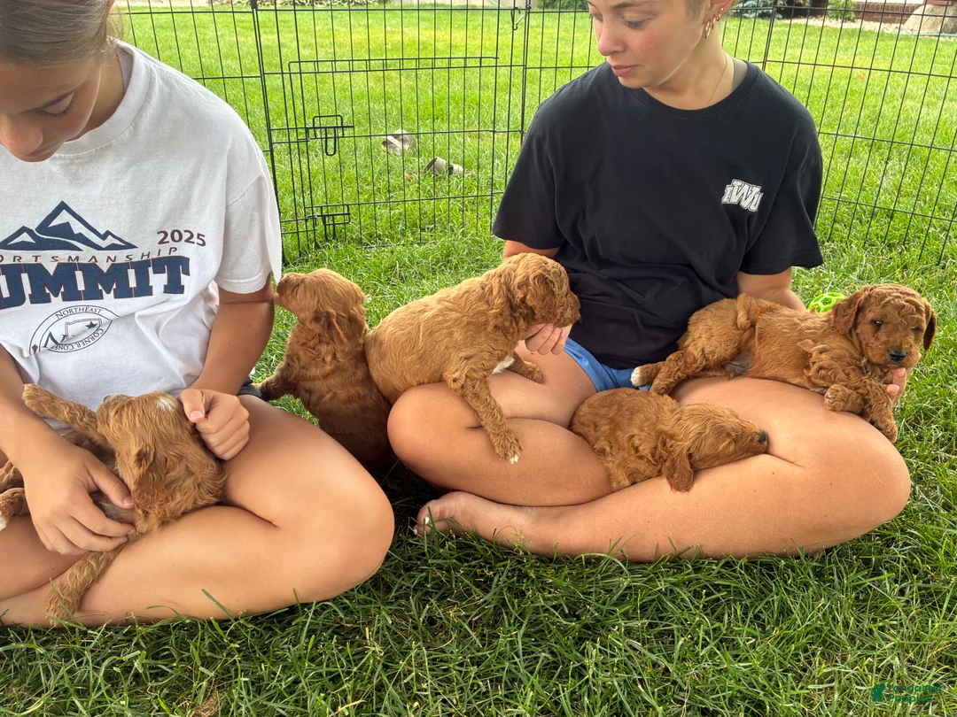Mini Goldendoodle dogs for sale: Mini Goldendoodle “Theo” - Ad 2