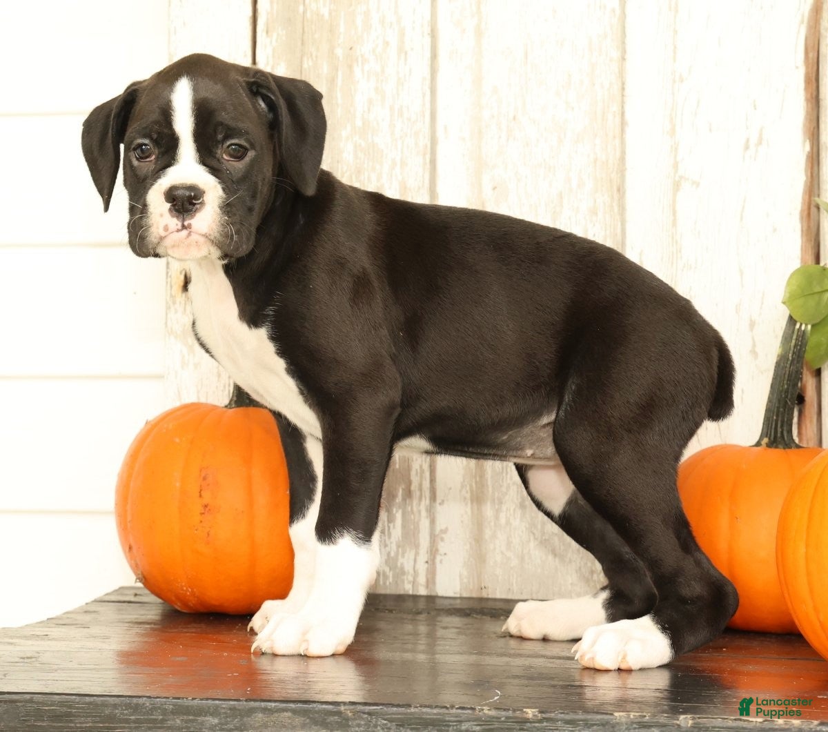 Boxer dogs Chloe - Ad 2